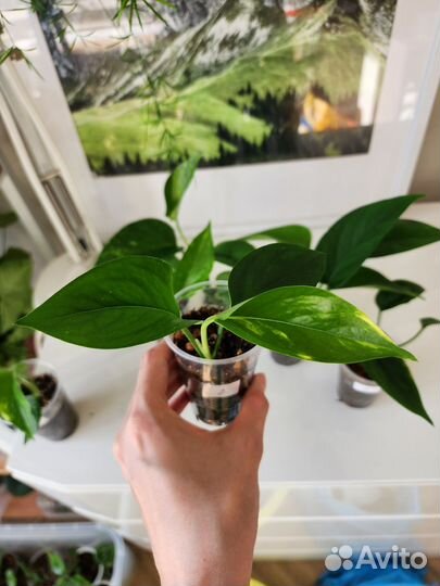 Эпипремнум