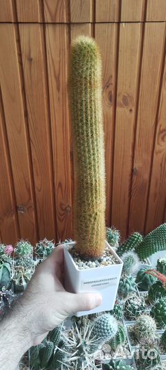 Кактус Weberbauerocereus Johnstonii