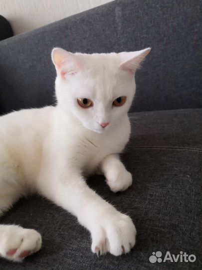 Найдена кошечка