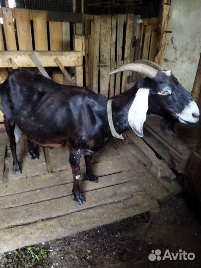 Козы дойные