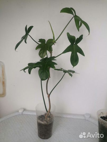 Филодендрон, Сциндапсус, Сингониум