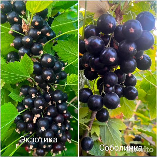 Саженцы Смородины зкс