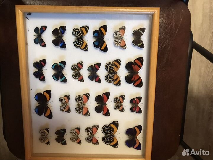 Бабочки в рамке