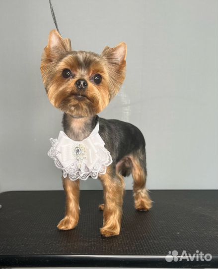 Груминг. Стрижка собак и кошек