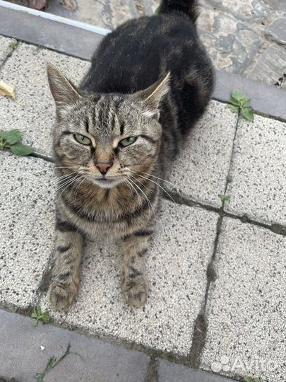 Кошка в дар бесплатно