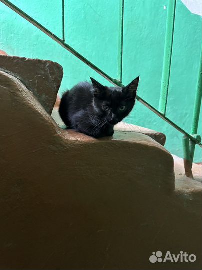 Котята бесплатно