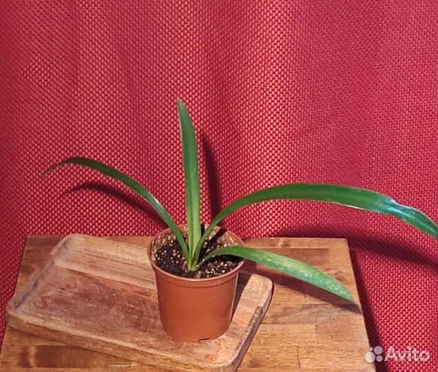 Гипераструм Аморализ