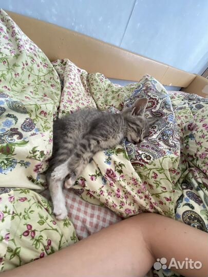 Котенок мальчик