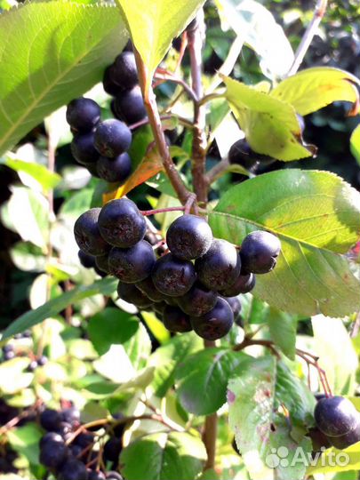 Саженцы черноплодной рябины