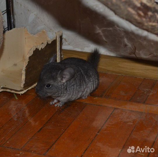 Щенок Шиншиллы