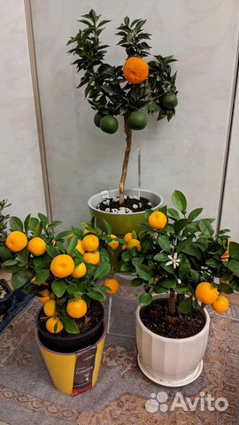 Цитрус/ мандариновое дерево с плодами