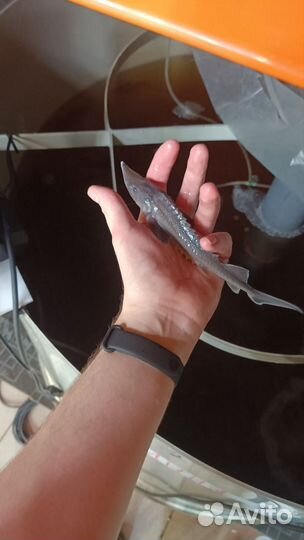 Рыба для пруда. Малек