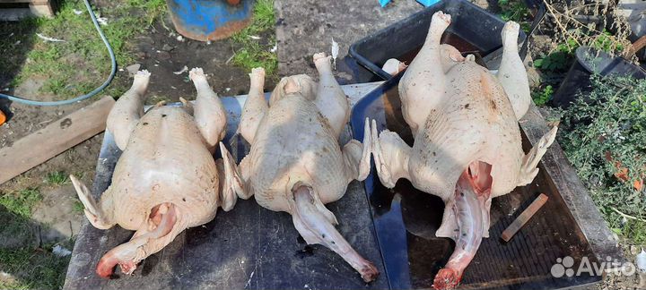 Мясо индюшки