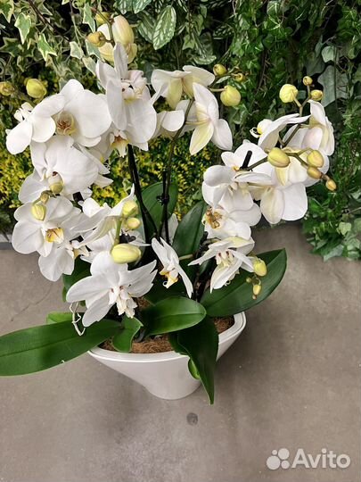 Орхидея фаленопсис в кашпо lechuza H 100