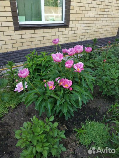 Пионы обмен