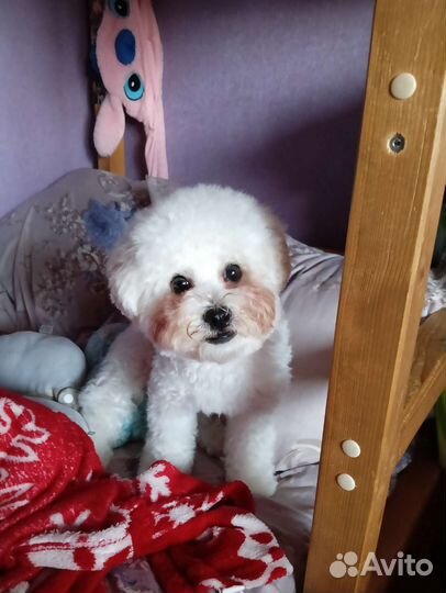 Бишон фризе