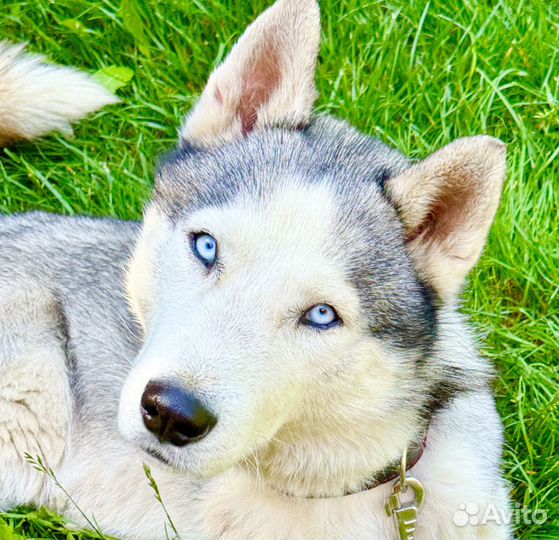 Хаски в добрые руки