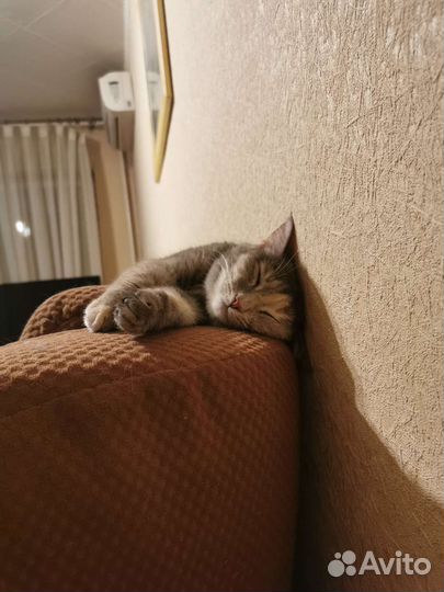 Кошку в добрые руки