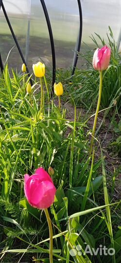 Тюльпаны на срез