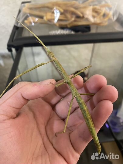 Палочник аннамский