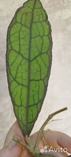 Хойя Клем бровн