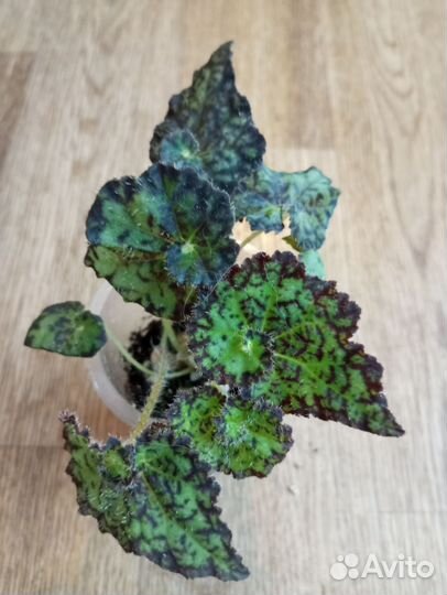 Бегония королевская