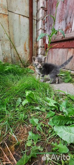 Котёнок мальчик