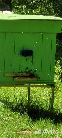 Продаются пчелы. Пчелиные семьи. Улья Пчелы и улья