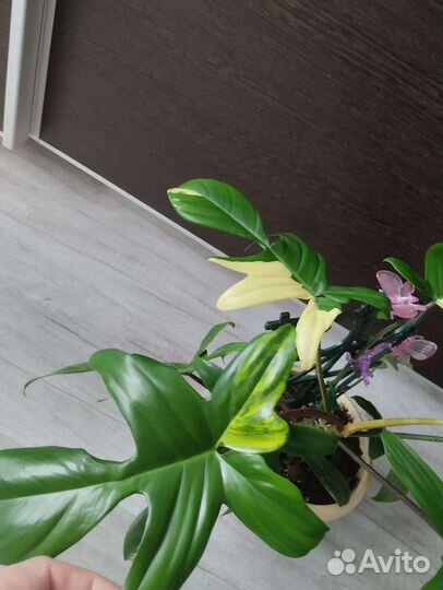 Филадендрон Маска