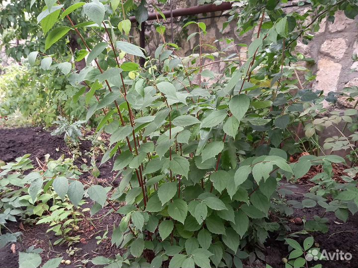 Саженцы Жасмин (чубушник)