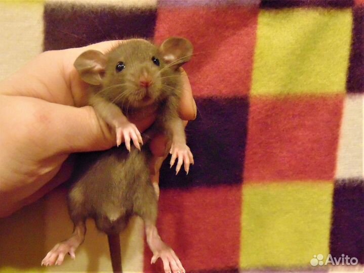 Крысы, крысята дамбо от заводчика, клетки, гамак