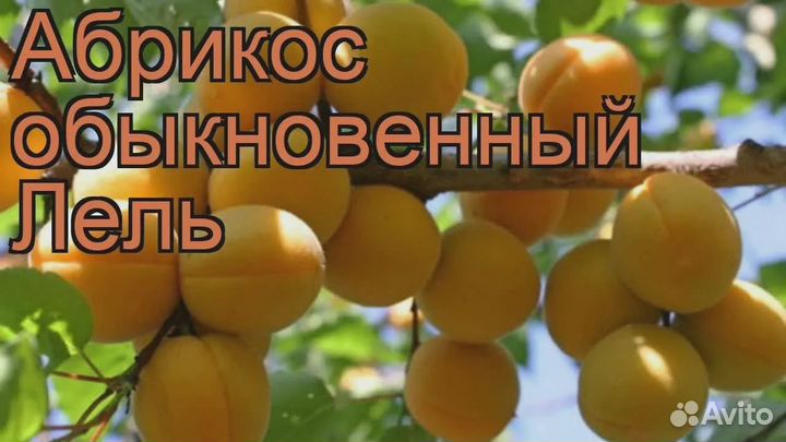 Абрикос, персик, колоновидные -саженцы