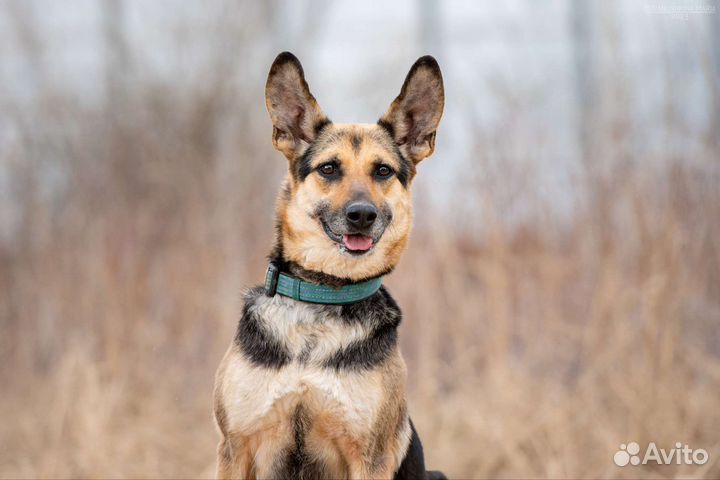 Восточноевропейская овчарка