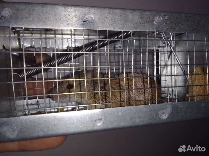 Мышеловка, гуманная