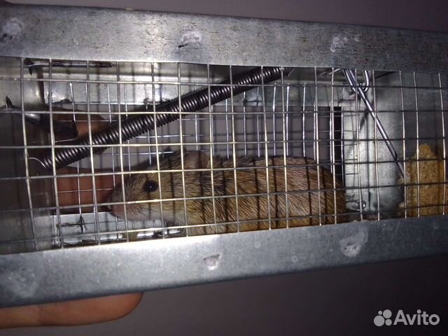 Мышеловка, гуманная