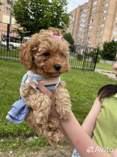 Мальтипу девочка-кокетка