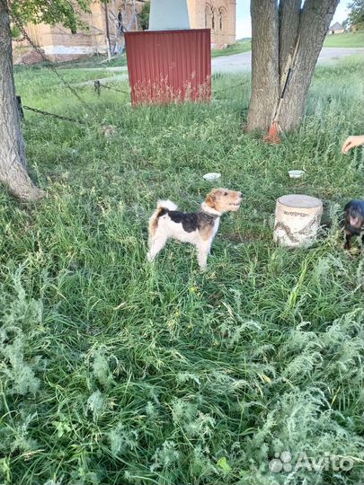 Фокстерьер, приглашает на разовые встречи