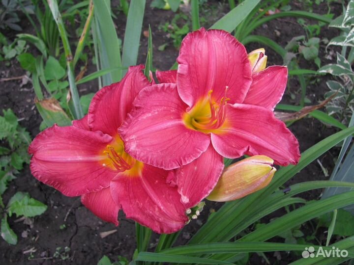 Лилейники сортовые 1