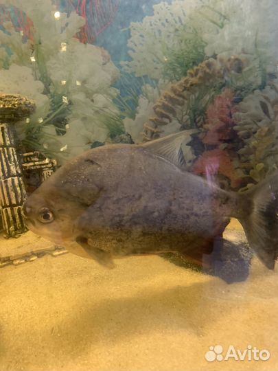 Аквариумные рыбы