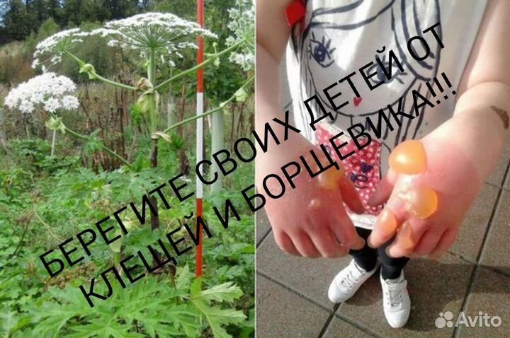 Обработка участка от борщевика, клещей,комаров