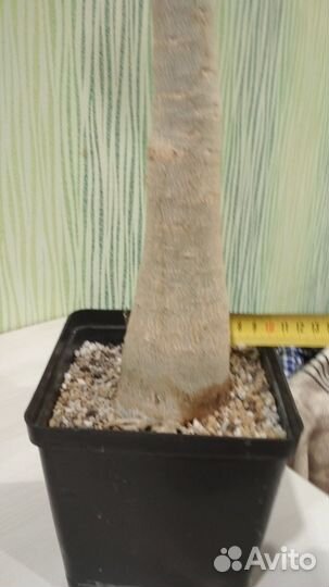 Адениум Тай Сокотранум Банг Кла