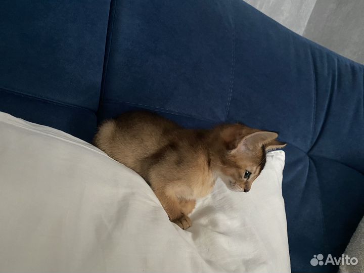 Абиссинский котёнок девочка