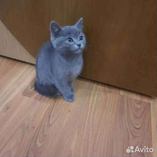 Котята метисы