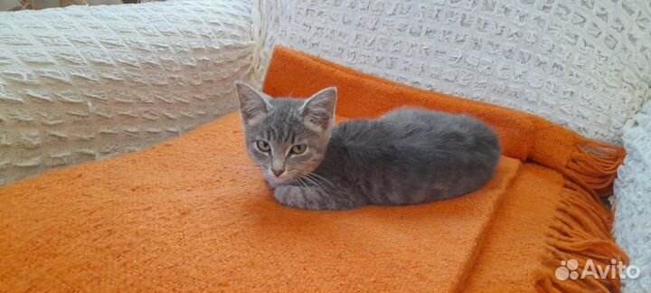 Котёнок девочка бесплатно с доставкой