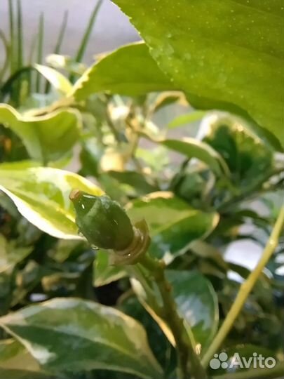 Лимон вариегатный