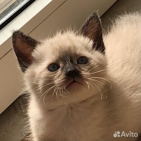 Тайские котята