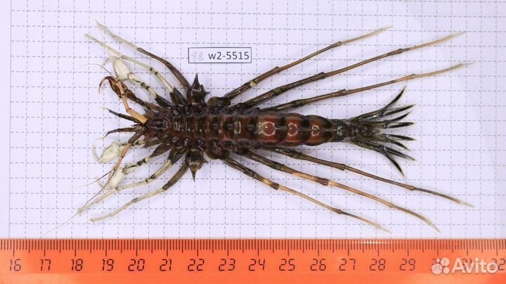 Ракообразное из Байкала Acanthogammarus grewingkii