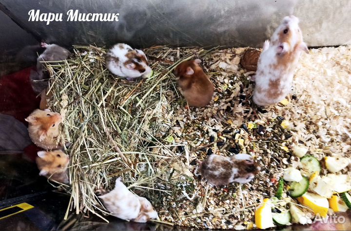 Пёстрые, крем, золото, пояс хомяк с клеткой видео