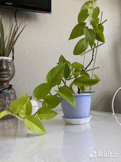 Диффенбахия,сансевиерия,сциндапсус,замиокулькас