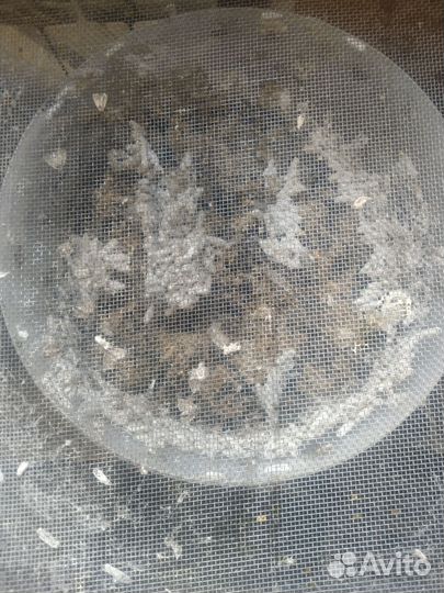 Огневка. Восковая моль.(Gallerya mellonella)